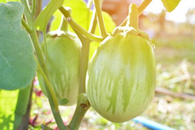 Boya bahçesinde üzerinde yeşil patlıcan