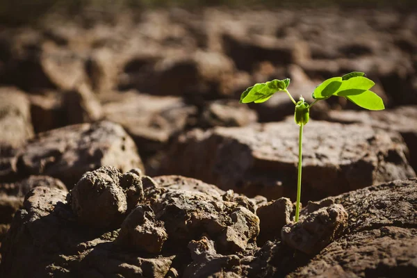 Kleine groene plant in droge grond spleet — Stockfoto