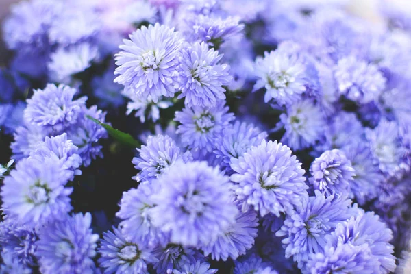 Hipster Chrysanthemen lila Hintergrund weicher Fokus — Stockfoto