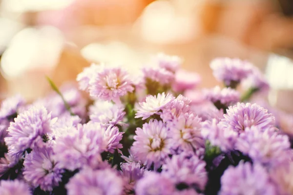 Hipster Chrysanthemen lila Hintergrund weicher Fokus — Stockfoto