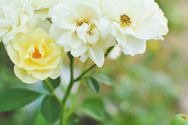 Cose up rosa amarela na árvore no jardim — Fotografia de Stock