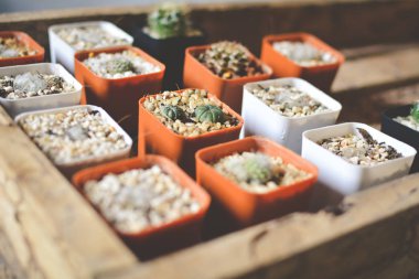 Ufak güzel kaktüs ahşap arka plan, hipster sesi