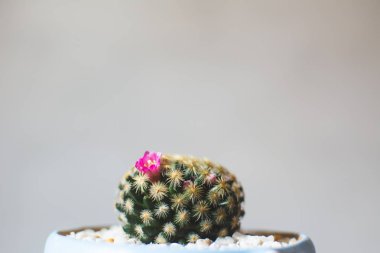 Ufak güzel kaktüs ahşap arka plan, hipster sesi