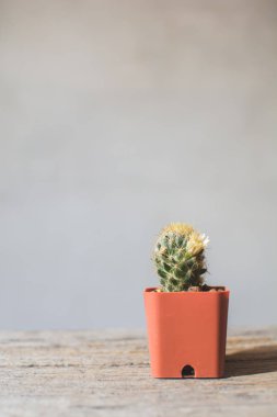 Ufak güzel kaktüs ahşap arka plan, hipster sesi