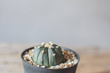 Ufak güzel kaktüs ahşap arka plan, hipster sesi