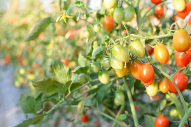 Taze kırmızı domates bitki çiftliğindeki üzerinde