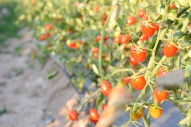 Taze kırmızı domates bitki çiftliğindeki üzerinde