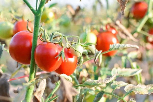 Tomates rojos frescos en la planta en la granja —  Fotos de Stock