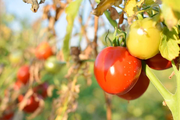 ファームの植物に赤いトマト — ストック写真