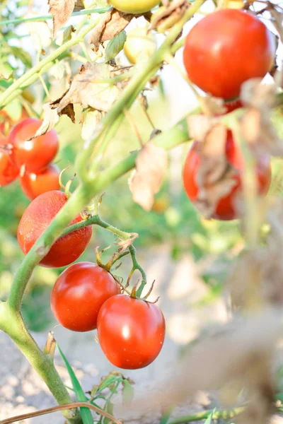 Свежие красные помидоры на заводе на ферме — стоковое фото