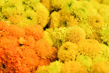 ARiGOLD arka kapatmak