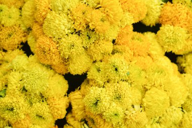 ARiGOLD arka kapatmak