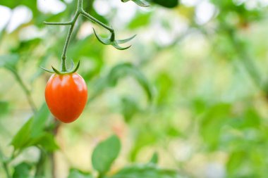 Taze kırmızı domates bitki çiftliğindeki üzerinde