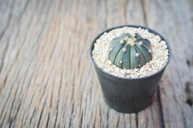 Ufak güzel kaktüs ahşap arka plan, hipster sesi