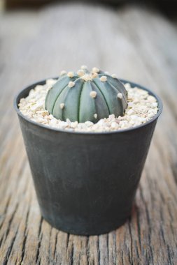 Ufak güzel kaktüs ahşap arka plan, hipster sesi