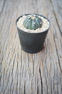 Ufak güzel kaktüs ahşap arka plan, hipster sesi