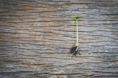 Bitki ahşap zemin üzerine yeşil ve uzay kopyalayın
