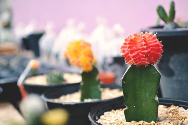 Ufak güzel kaktüs mor arka plan, hipster sesi