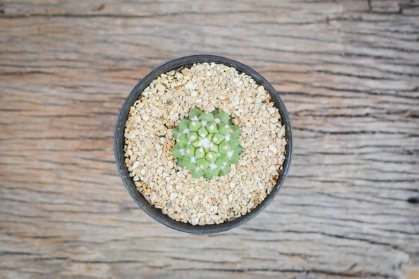 Pequeño hermoso fondo de madera de cactus, tono hipster —  Fotos de Stock