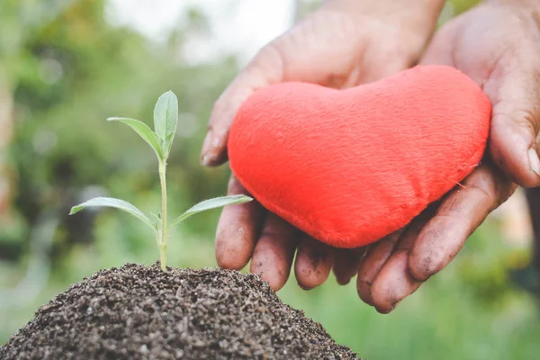 Mão segurando a forma do coração com planta verde no solo e árvore bokeh — Fotografia de Stock