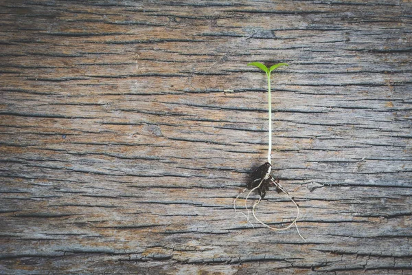 Planta verde sobre fondo de madera y espacio de copia — Foto de Stock