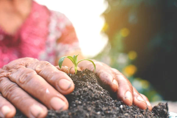 La mano vieja regar un árbol en el suelo enfoque selectivo y suave — Foto de Stock