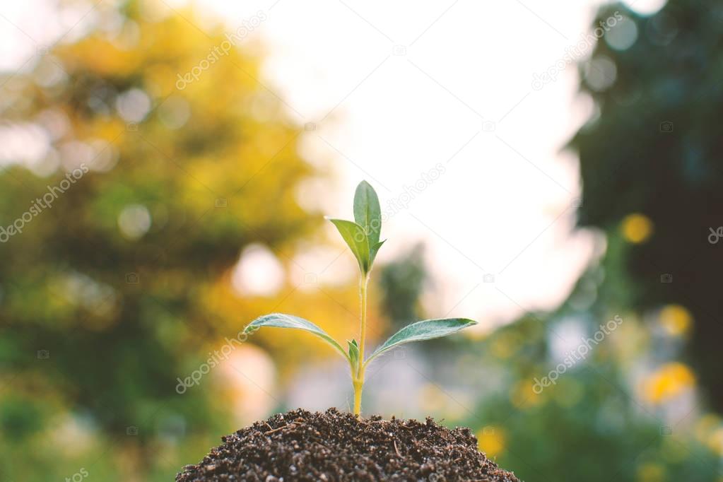 Green plant on soil and tree bokeh background