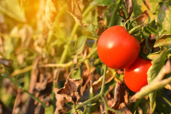 Tomates vermelhos frescos em fábrica em fazenda — Fotografia de Stock