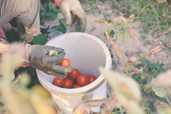 Gardener keep tomatoes on farm selective and soft focus — Stock Photo, Image