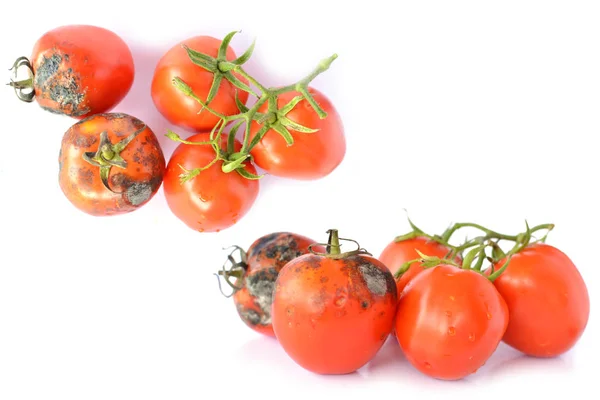 Гнилые помидоры на белом фоне — стоковое фото