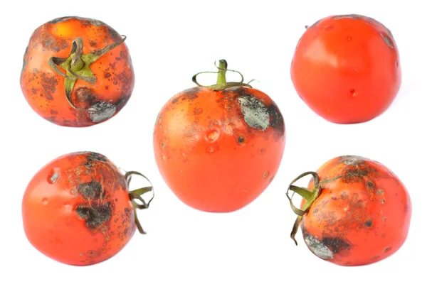 흰 배경에 있는 싱싱 한 빨간 토마토 — 스톡 사진