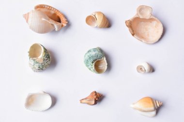 Beyaz arka plan üzerinde kabuk grup 