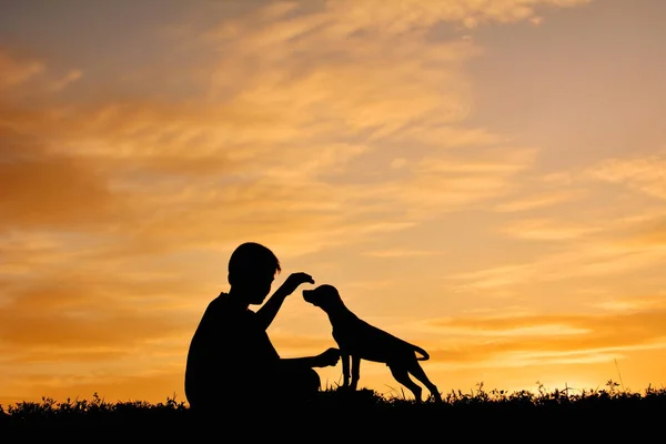 Силуэт мальчик играет с маленькой собачкой — стоковое фото