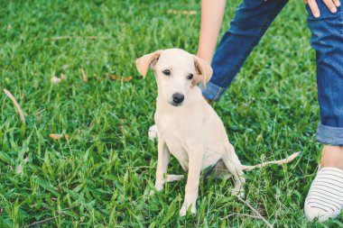 Mutlu kız ile doğa arka planda küçük köpek oynama
