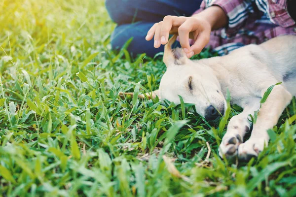 Ragazza felice giocando con cagnolino in fondo alla natura — Foto Stock