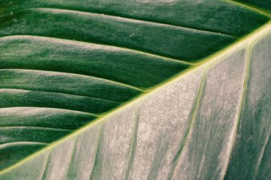 Yaprak yeşil arka plan doku için