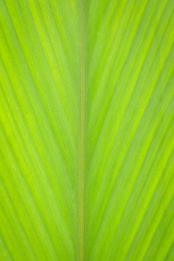  yaprak yeşil arka plan 