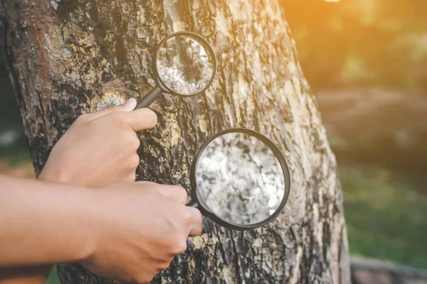 Cerrar la mano sosteniendo lupa y árbol grande — Foto de Stock