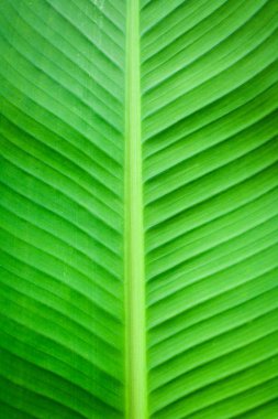 Taze muz yaprak arka plan