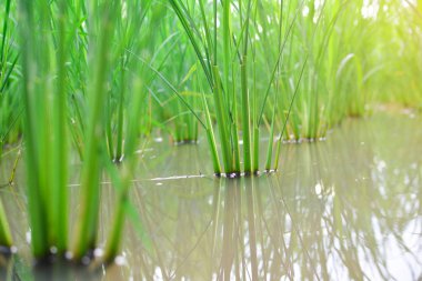 Yeşil pirinç bitki alanında