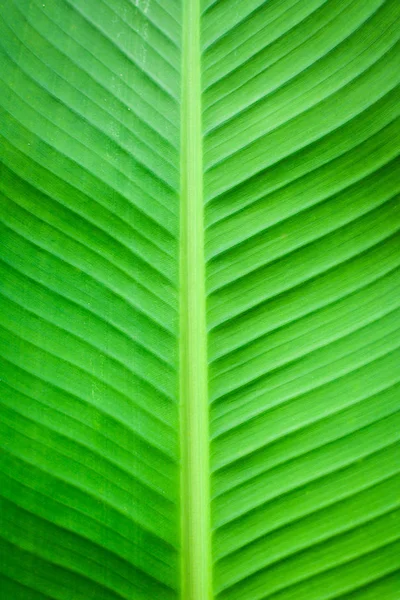 Fondo de hoja de plátano fresco — Foto de Stock