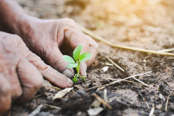 Old hands planting young vegetable on soil