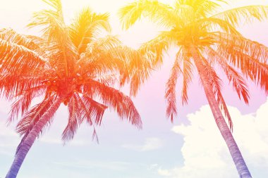 Hindistan cevizi hurma ağacı vintage stili rengini