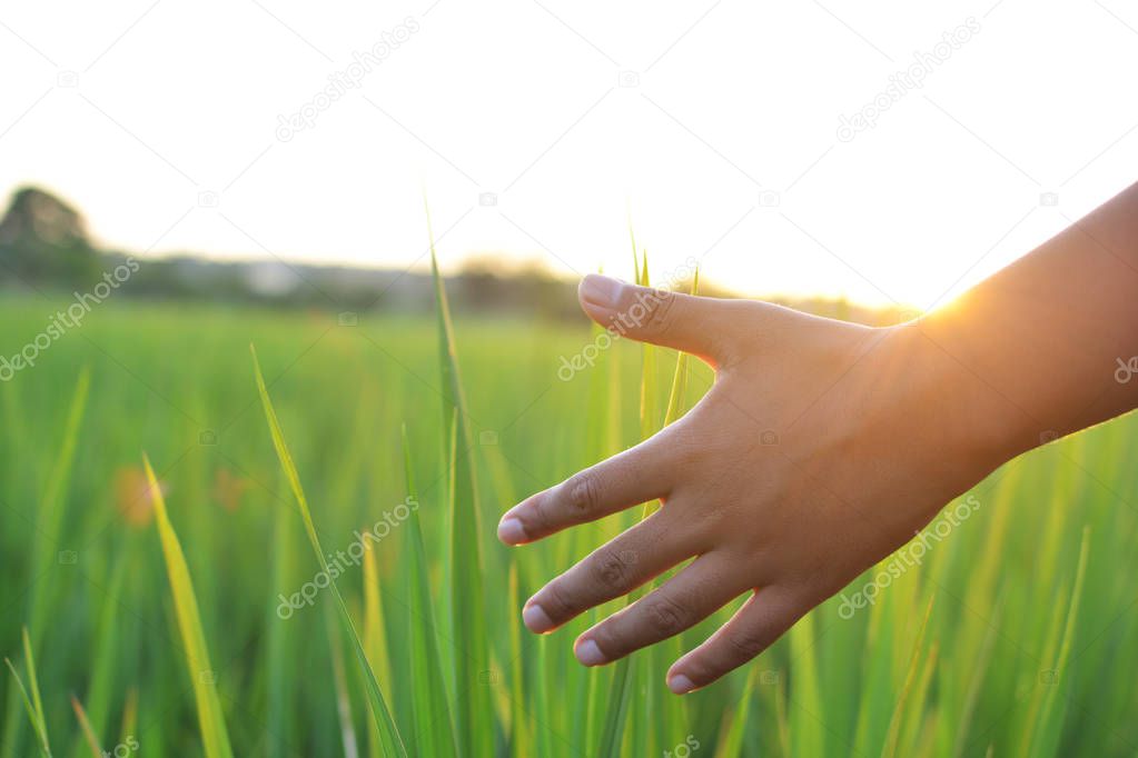 Young hand touch green rice on field during sunset 