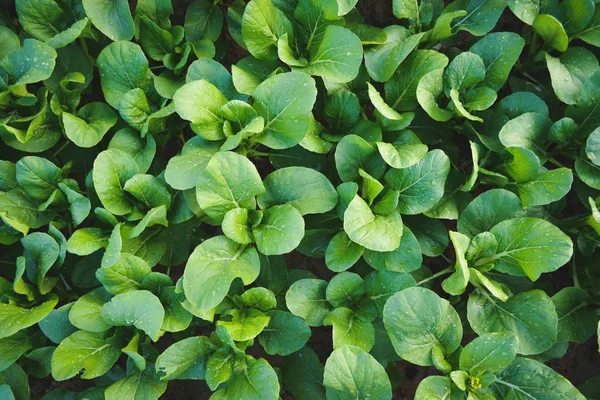 Taze organik yeşil sebze bitki bahçesinde