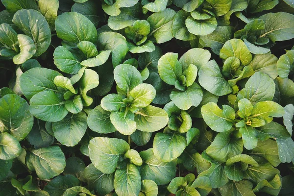 Vegetales verdes orgánicos frescos en el jardín — Foto de Stock