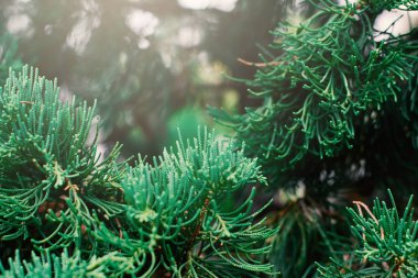 Çam ağacı arka plan seçici ve yumuşak odak