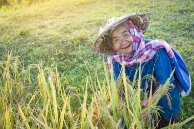 Yaşlı kadın Çiftçi hasat mevsimi, seçici ve yumuşak odak pirinç alan çalışma