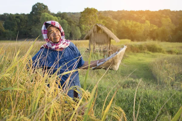 歳の女性農民の収穫の季節 選択とソフト フォーカスの田んぼで作業 — ストック写真