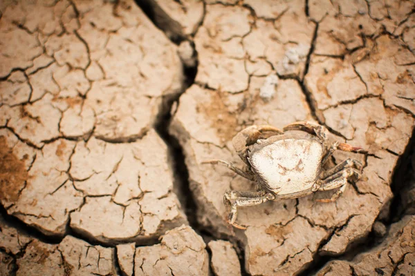 Carcassa Granchio Sul Terreno Asciutto Crack Concetto Siccità — Foto Stock